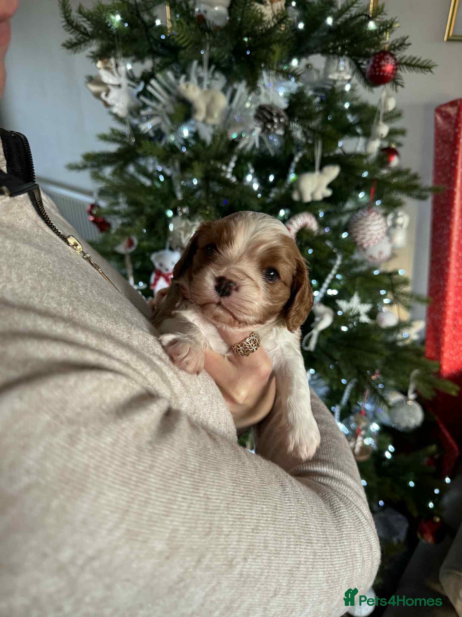 Cavalier King Charles Spaniel dogs King Charles Spaniel boy - Advert 15