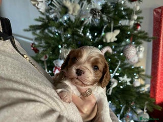 Cavalier King Charles Spaniel dogs King Charles Spaniel boy - Advert 15