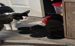 British Shorthair cats for sale: BSH cross 2 female 1 male. - Image 9