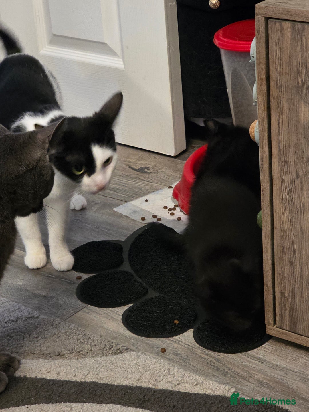 British Shorthair cats for sale: BSH cross 2 female 1 male. - Image 9