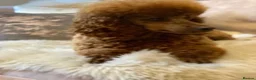 Poodle dogs for stud: Donnajays  5* PROVEN, HEALTH TESTED & PROFESSIONAL - Advert 8