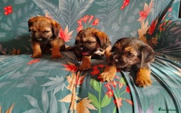 Border Terrier dogs for sale: Fully vaccination 1 boy left  - Image 3
