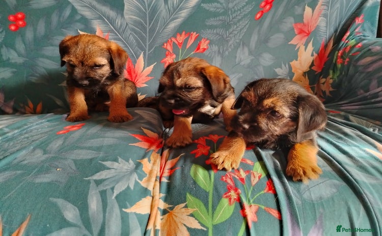 Border Terrier dogs - Advert 3