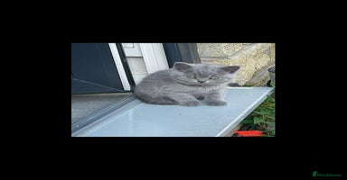 British Shorthair cats - Advert 7