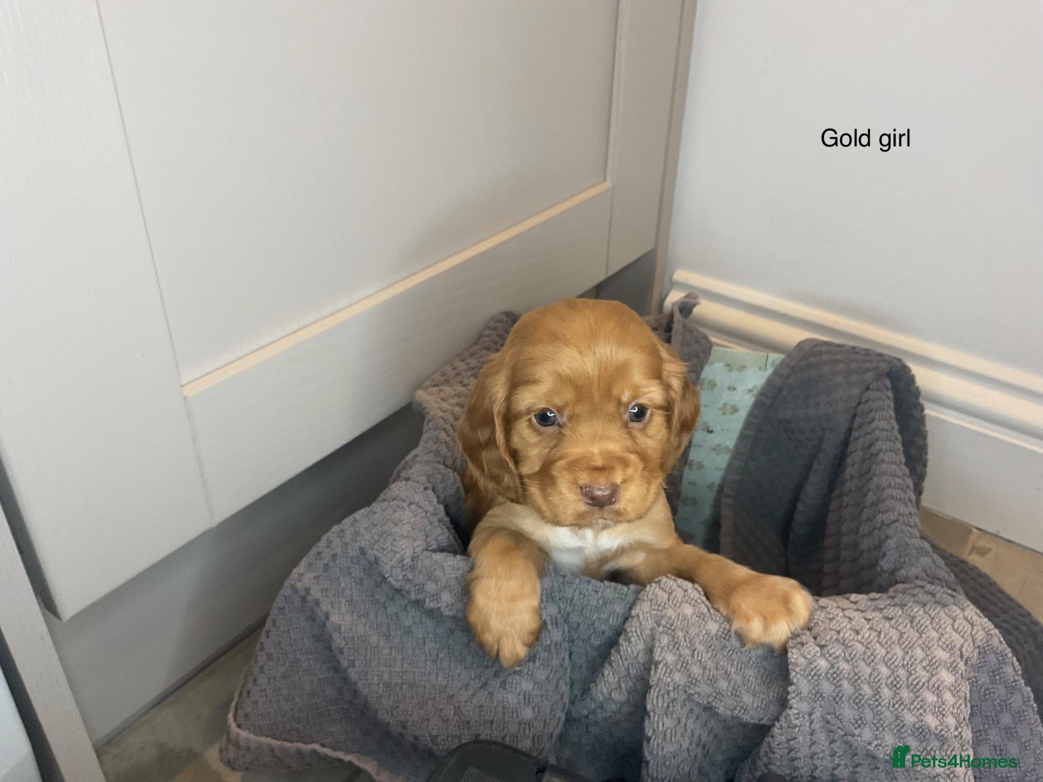 Cocker Spaniel dogs KC REG HEREDITARY CLEAR WORKING COCKER SPANIELS - Advert 1