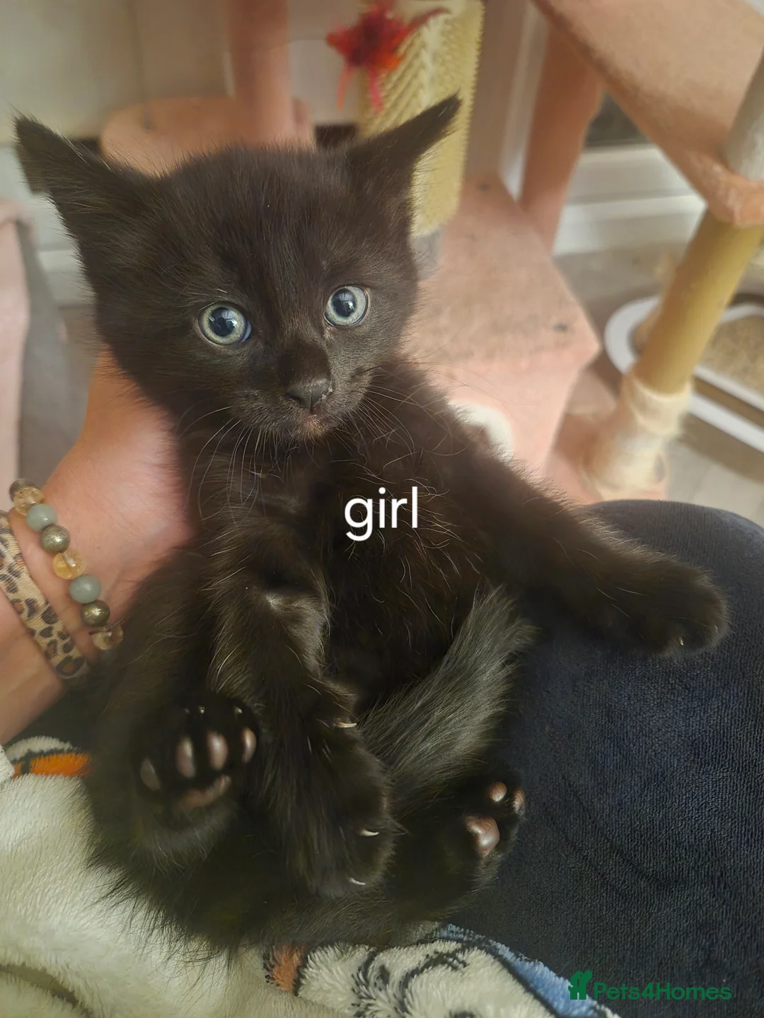 Norwegian Forest Cat cats for sale: Norwegian forest mixed  - Advert 21