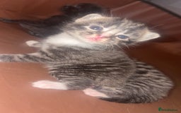 Mixed Breed cats for sale: Kittens for sale  - Image 10