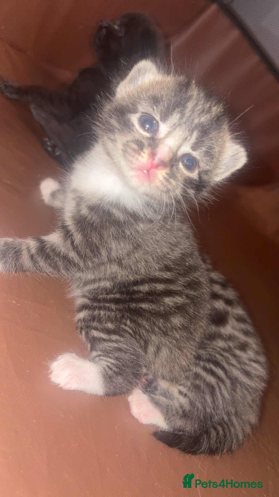 Mixed Breed cats for sale: Kittens for sale  - Image 10