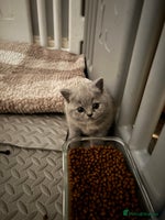 British Shorthair cats GCCF reg. BSH male and Blue cream girl - Advert 14