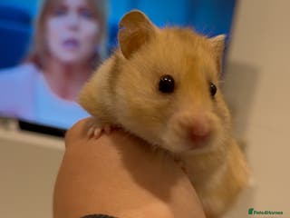 Hamster rodents Meet Bear, Female Syrian for Adoption - Advert 1