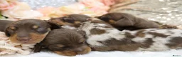 Miniature Dachshund dogs for sale: KC Miniature Dachshund Puppies - Advert 8