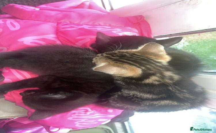 Domestic Shorthair cats 2 male kittens for sale.  - Advert 1