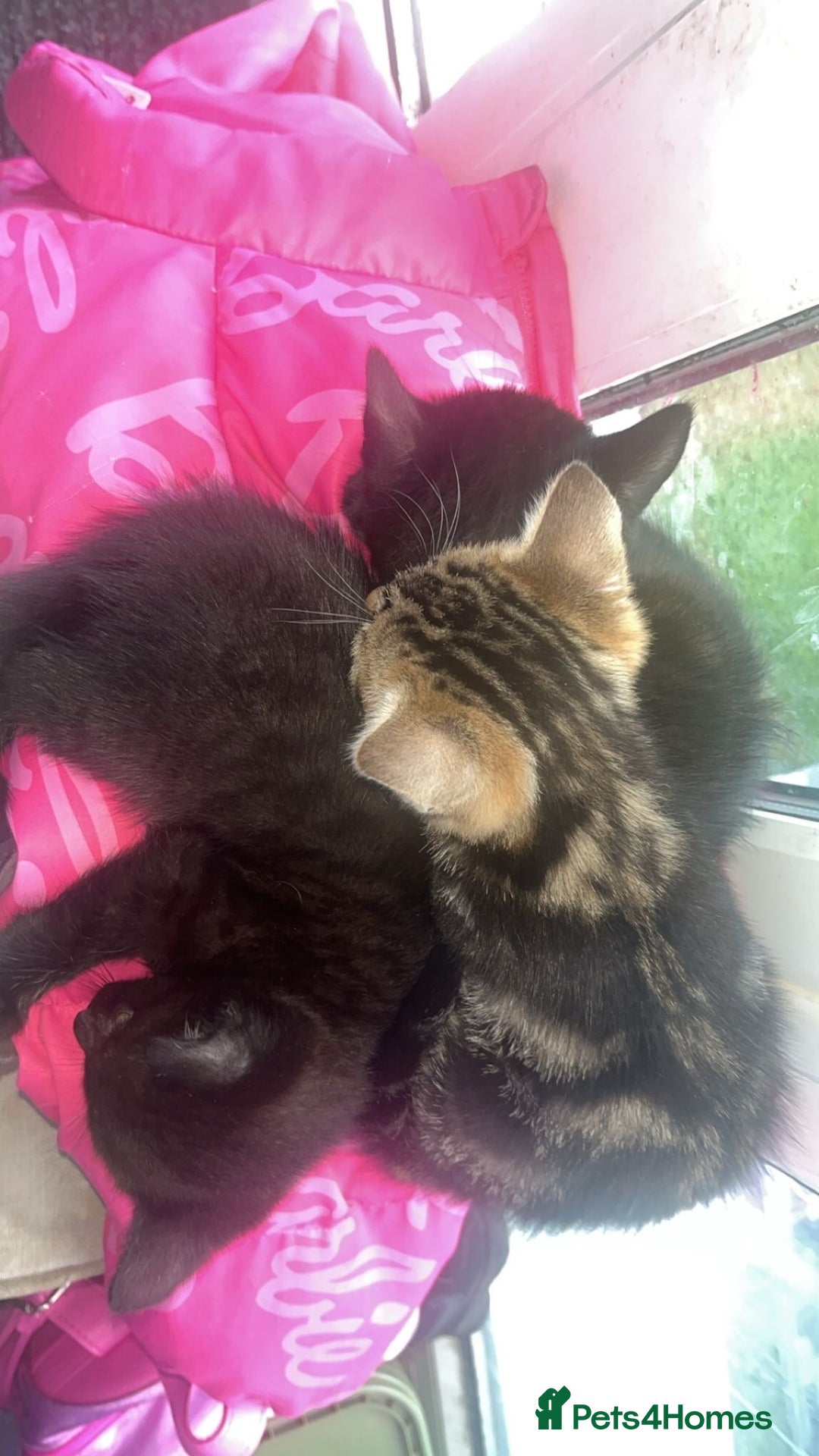Domestic Shorthair cats for sale: 2 male kittens for sale.  - Advert 1