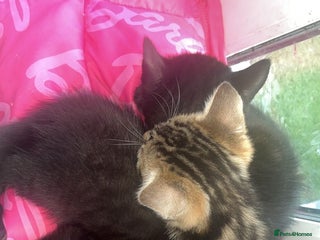 Domestic Shorthair cats 2 male kittens for sale. - Advert 6