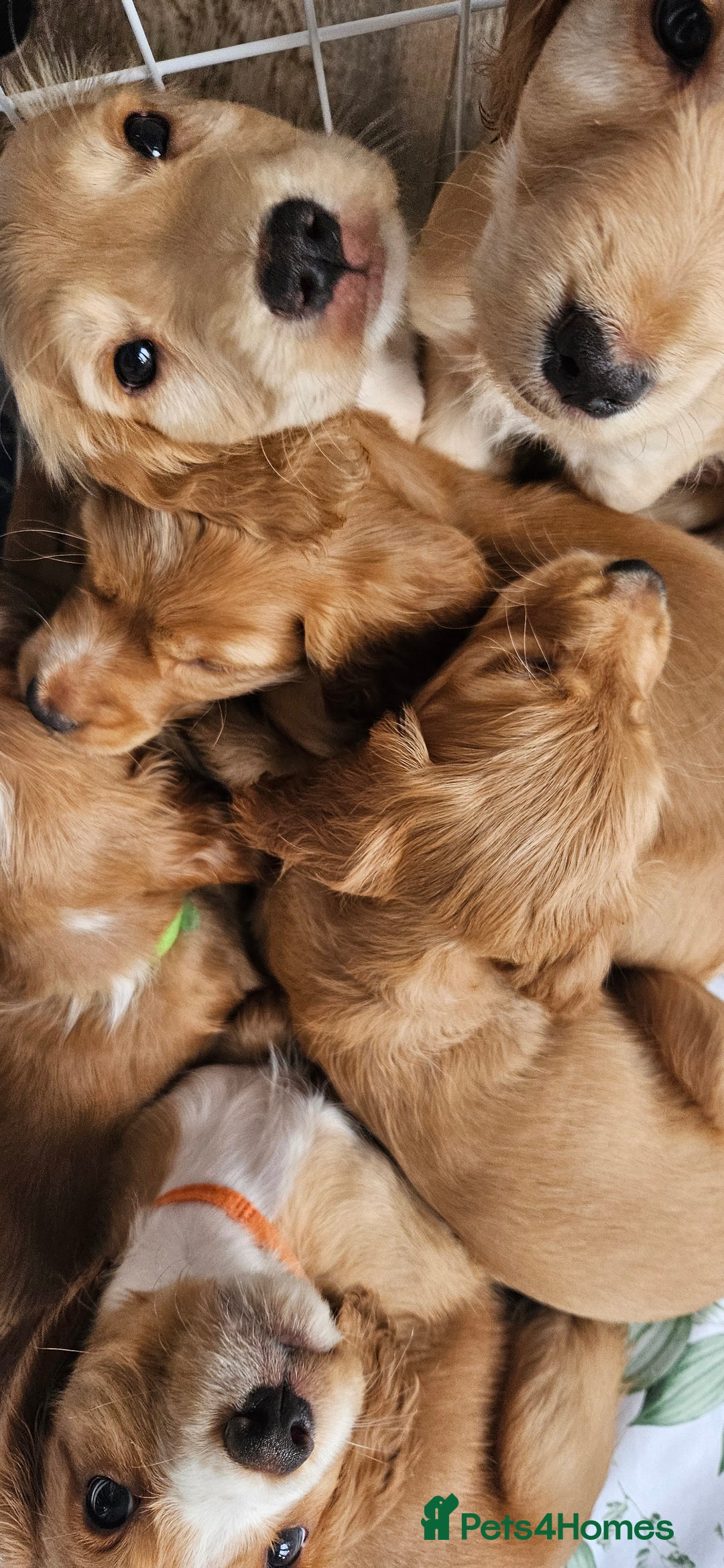 Cocker Spaniel dogs for sale: LAST 1l2: Show Cocker Spaniel Males 💛💚 - Image 11