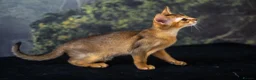 Abyssinian cats for sale: Caspian Boy - elegant, unique champion line🥇 - Advert 19