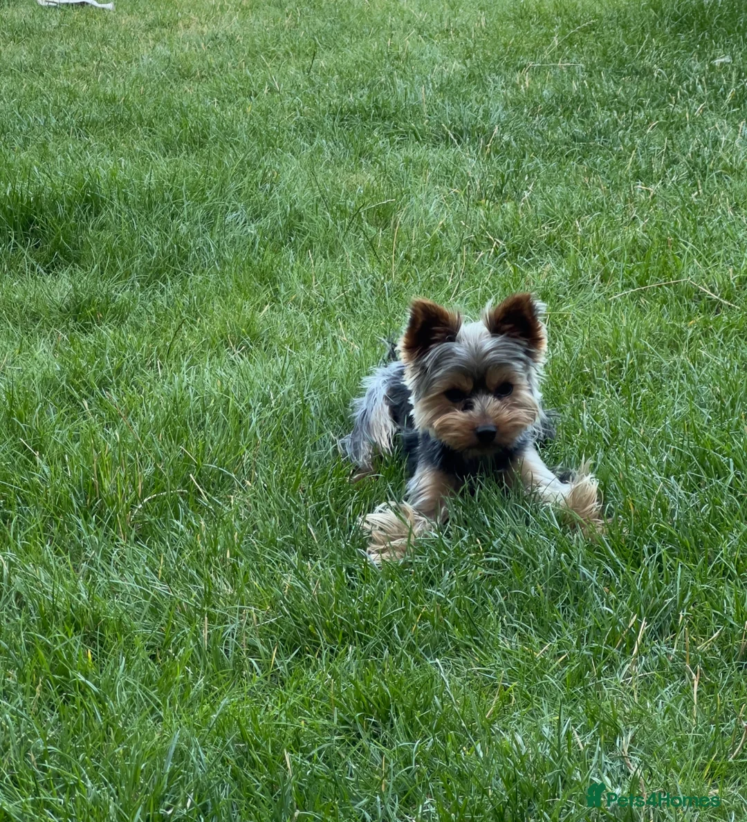Yorkshire Terrier dogs for stud: Yorkshire Terrier Stud Available for Mating - Advert 2