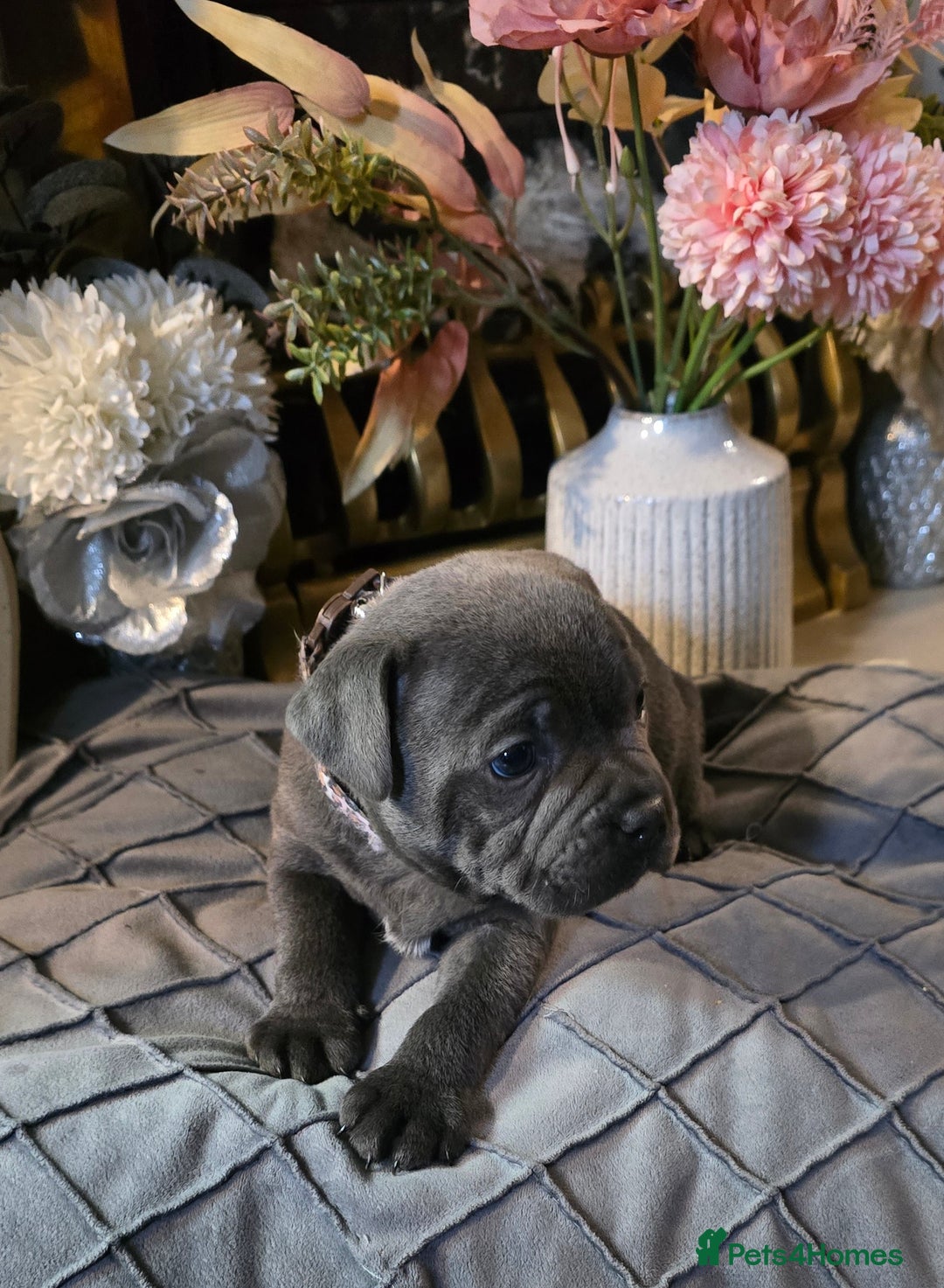 Staffordshire Bull Terrier dogs for sale: Stunning Staffordshire bull terrier pups  - Image 34
