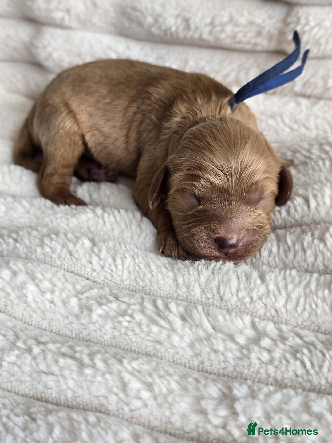 Cavapoo dogs for sale: Cavapoo Toy F1 ❤️ DNA TESTED - Advert 9