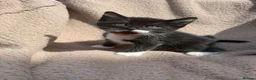Mixed Breed cats for sale: Kittens for sale  in Clacton-on-Sea - Advert 4