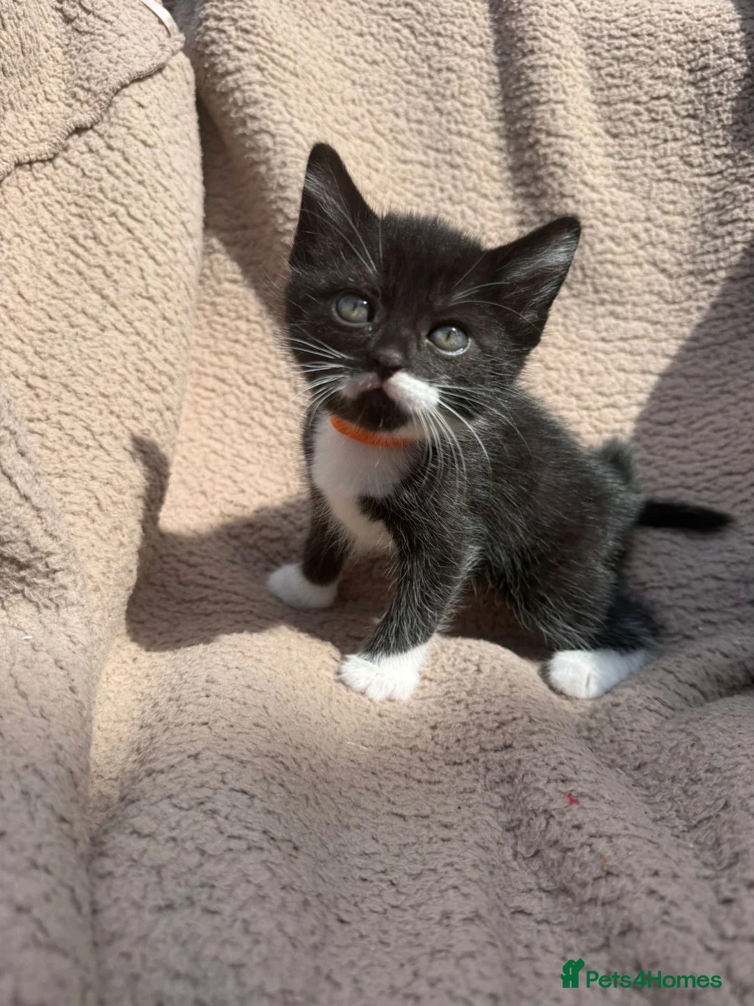 Mixed Breed cats for sale: Kittens for sale  in Clacton-on-Sea - Advert 4