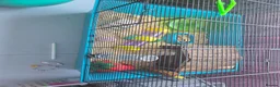 Hamster rodents for sale: Hamster  in Rotherham - Advert 5