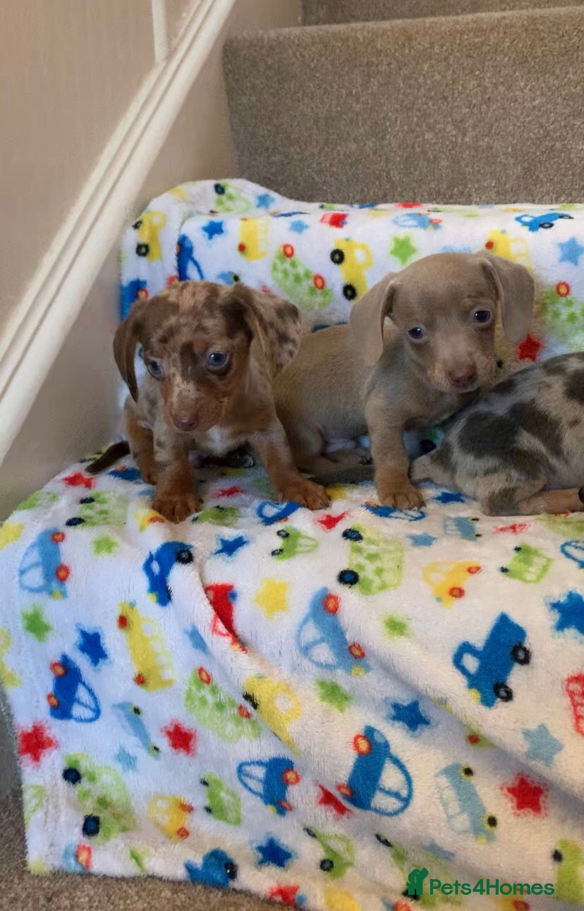 Miniature Dachshund dogs 5 Miniature dachshund puppies ready 30th April - Advert 15