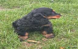 Cocker Spaniel dogs for sale: Sadly back available stunning show boy - Image 20