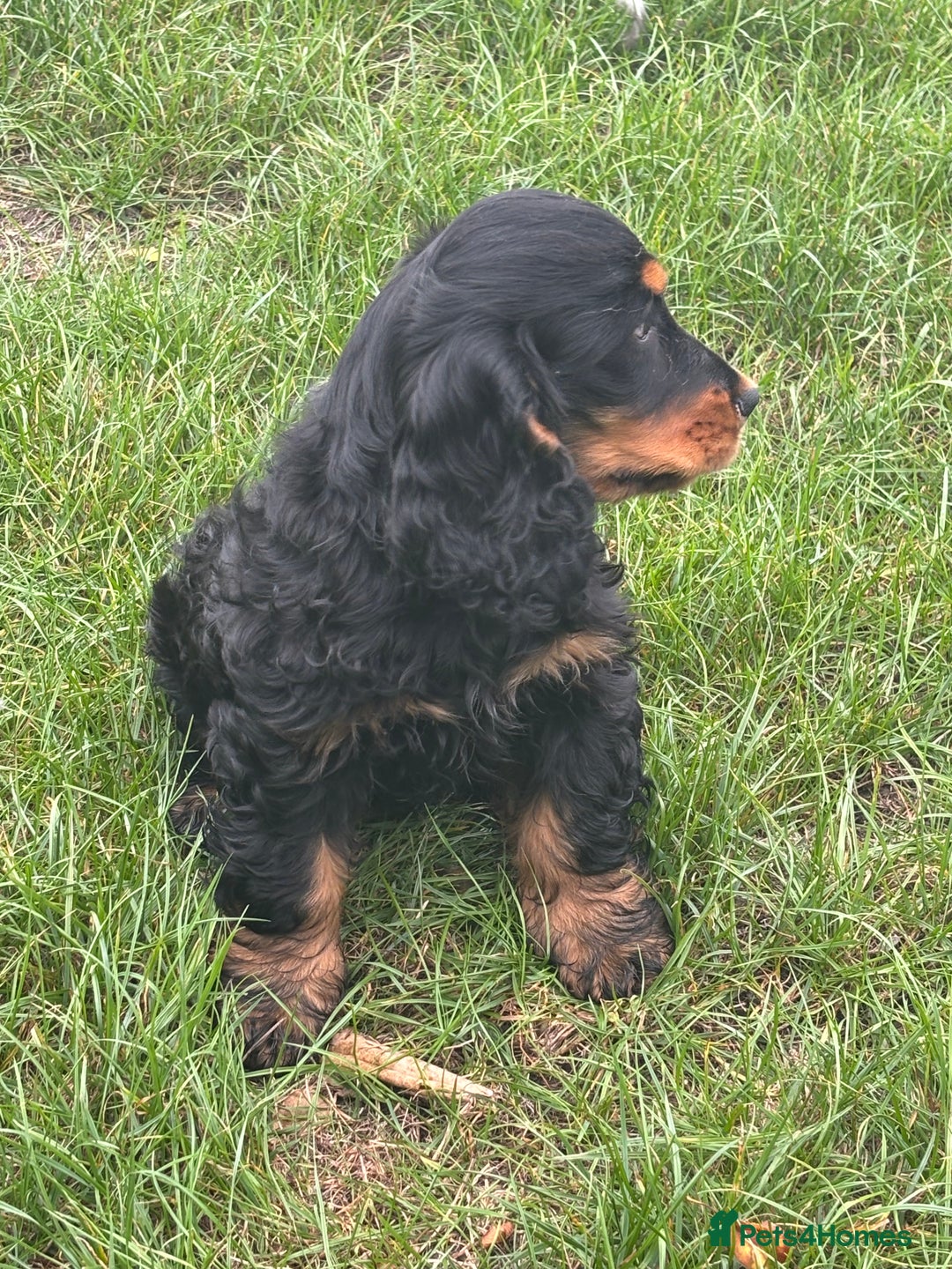 Cocker Spaniel dogs for sale: Sadly back available stunning show boy - Image 20