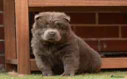 Chow Chow dogs for sale: Chow chow nation  - Image 5
