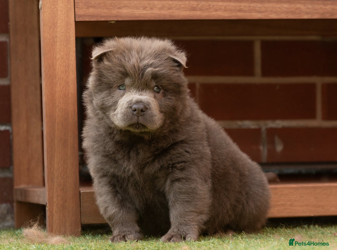 Chow Chow dogs for sale: Chow chow nation  - Image 5
