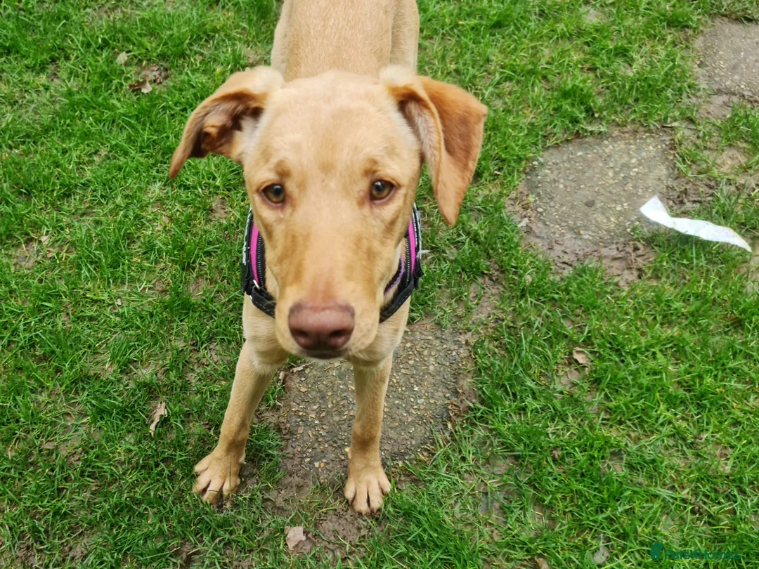 Mixed Breed dogs for sale: Sweet Caramel looking for her family - Advert 11