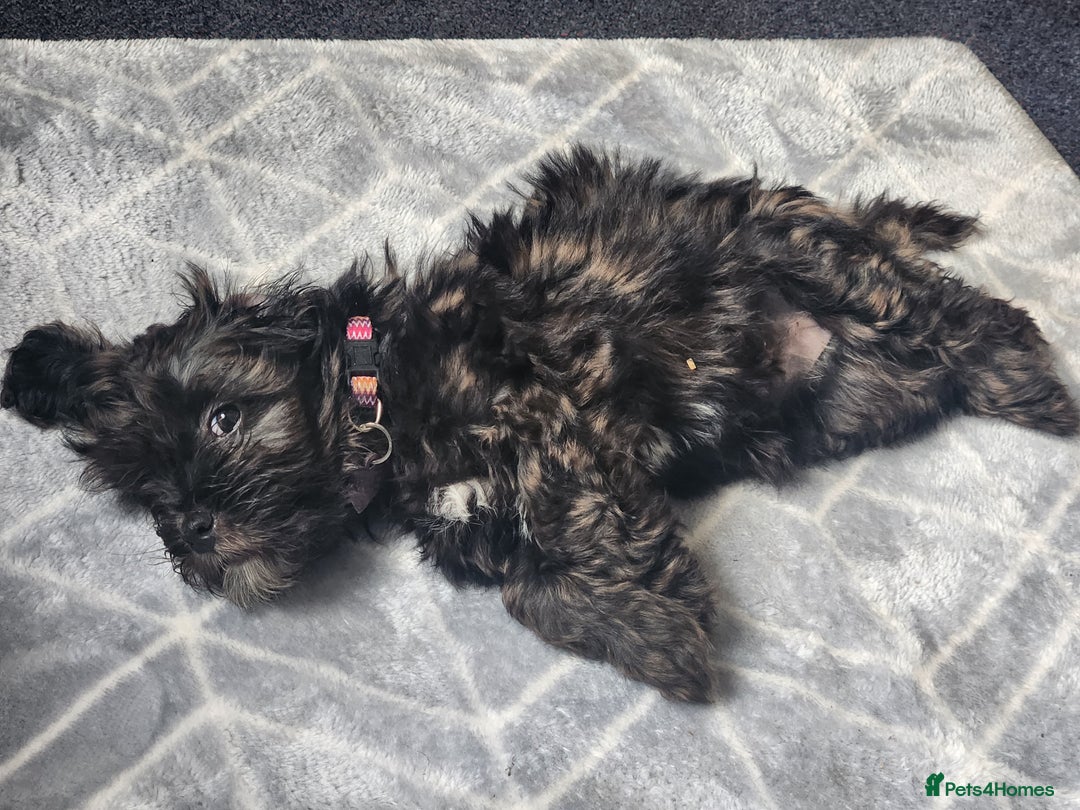 Mixed Breed dogs for sale: Female shit poo dog  - Image 7