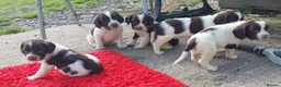 English Springer Spaniel dogs for sale: 3 Springer Boys available  - Advert 15