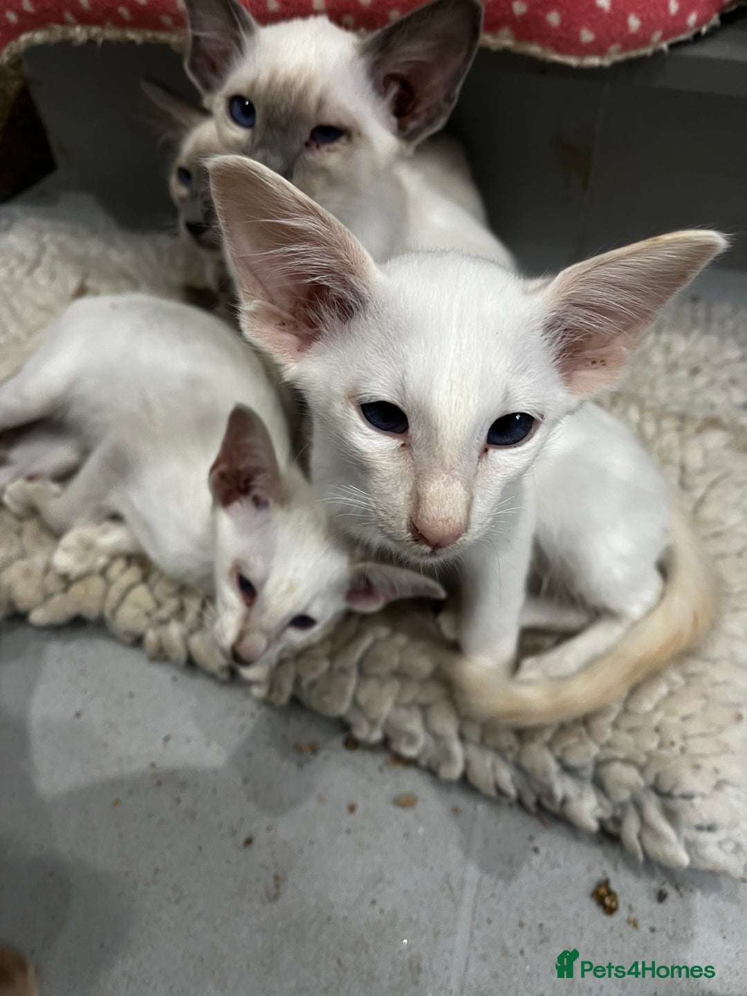 Siamese cats for sale: Rare Pure bred Balinese  - Image 2