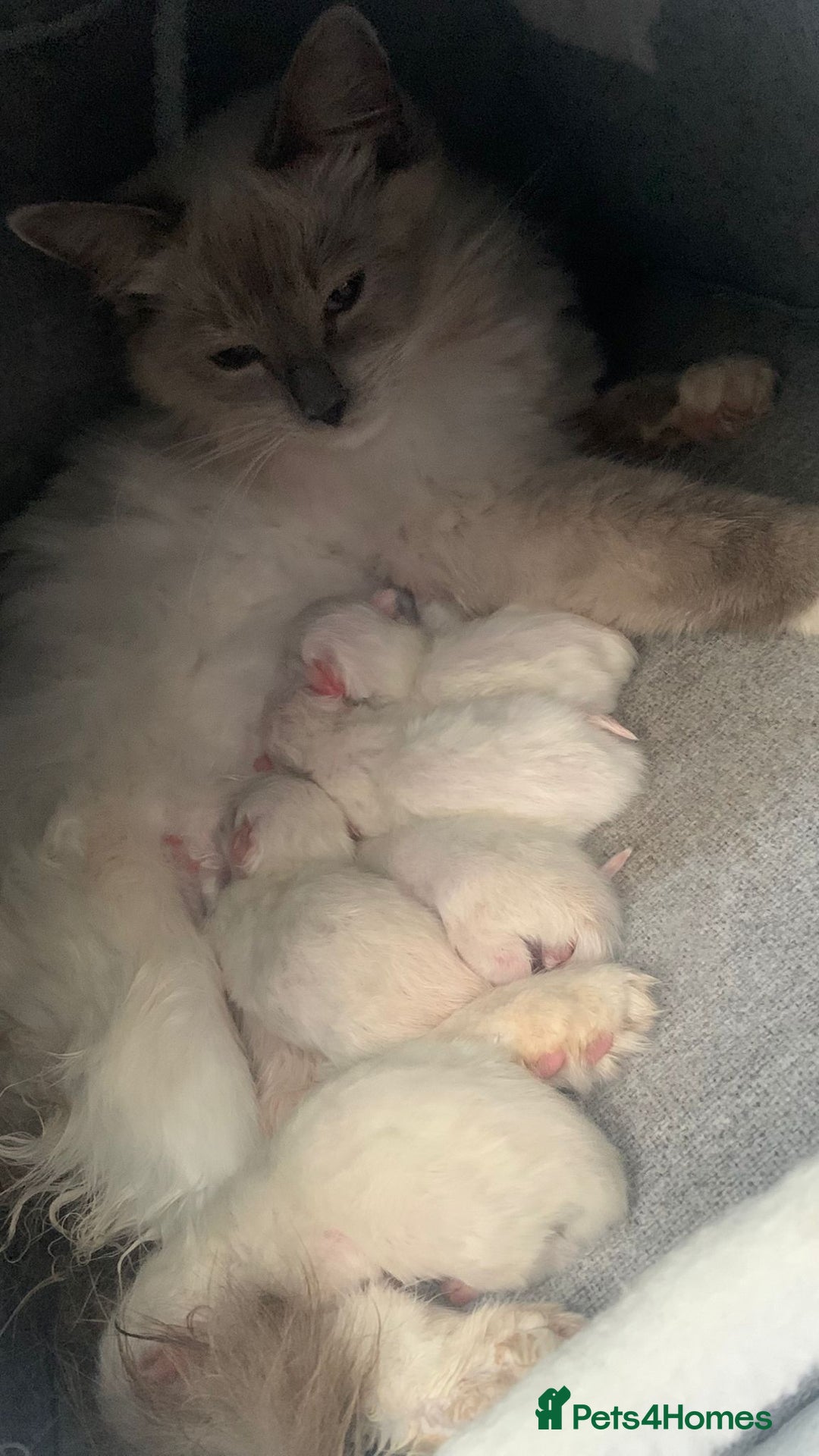 Ragdoll cats for sale: 6 beautiful newborn ragdoll kittens  - Image 4