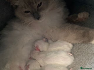 Ragdoll cats - Advert 13