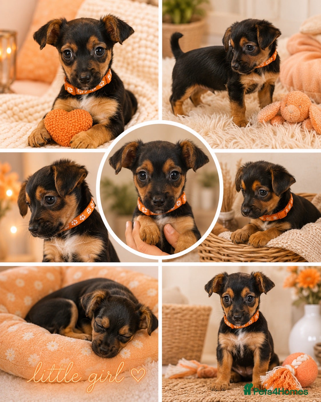 Yorkshire Terrier dogs LAST LITTLE Girl- YORKIE ready now  - Advert 5