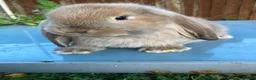 French Lop rabbits for sale: French Lop Bunnies in London - Advert 3