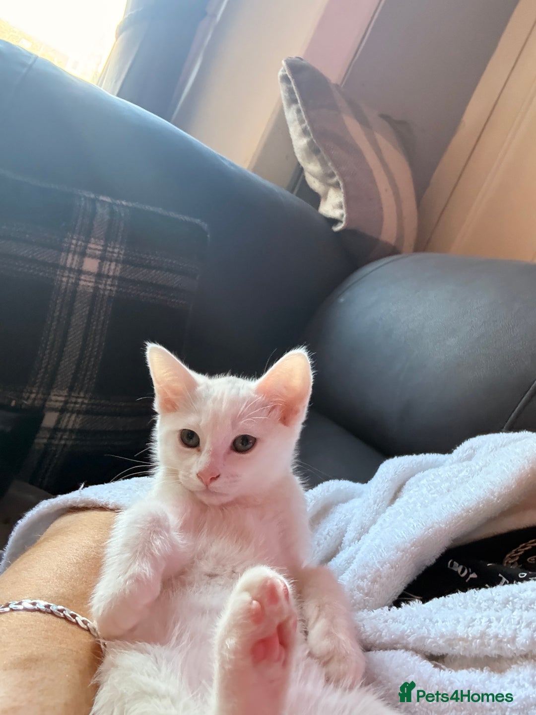 Siamese cats for sale: Siamese x Khao Manee & RagDoll Kittens - Advert 9