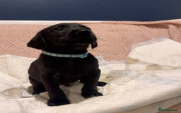 Labrador Retriever dogs for sale: 4 Boys Remaining 🐶  - Image 17