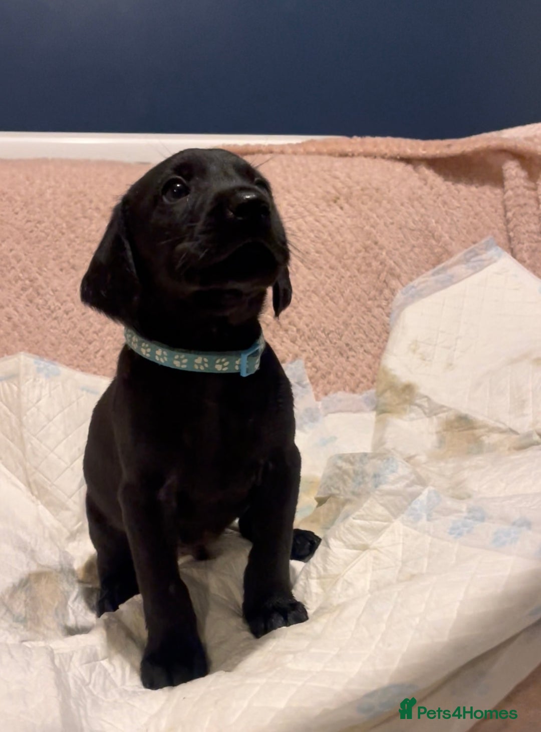 Labrador Retriever dogs for sale: 4 Boys Remaining 🐶  - Image 17