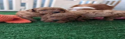 Cavapoo dogs for sale: Stunning extensively health tested Cavapoos in Portsmouth - Advert 3