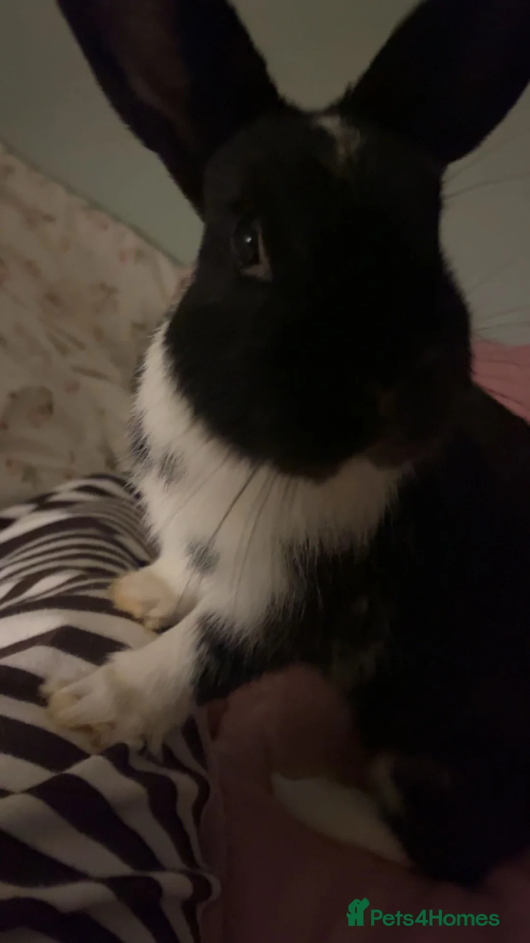 Dutch rabbits for sale: Male Dutch Well Handled Bunny Rabbit  in Saint Columb - Advert 2