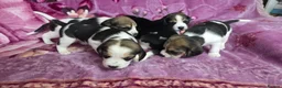 Beagle dogs for sale: Beautiful Beagle puppies looking for loving homes - Advert 7