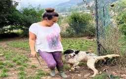 English Setter dogs for adoption: Rayo  - Image 5