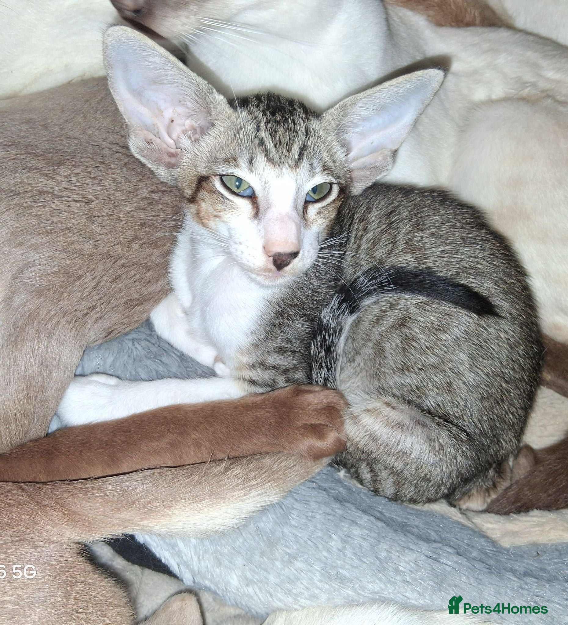 Oriental cats Stunning bicolour oriental kittens - Advert 7