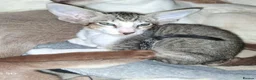 Oriental cats for sale: Stunning bicolour oriental kittens - Advert 1