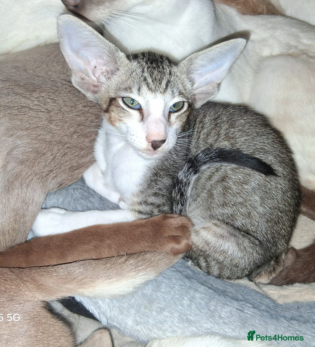 Oriental cats for sale: Stunning bicolour oriental kittens - Advert 1