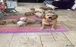 Golden Retriever dogs for sale: K. C stunning Puppies  - Image 14